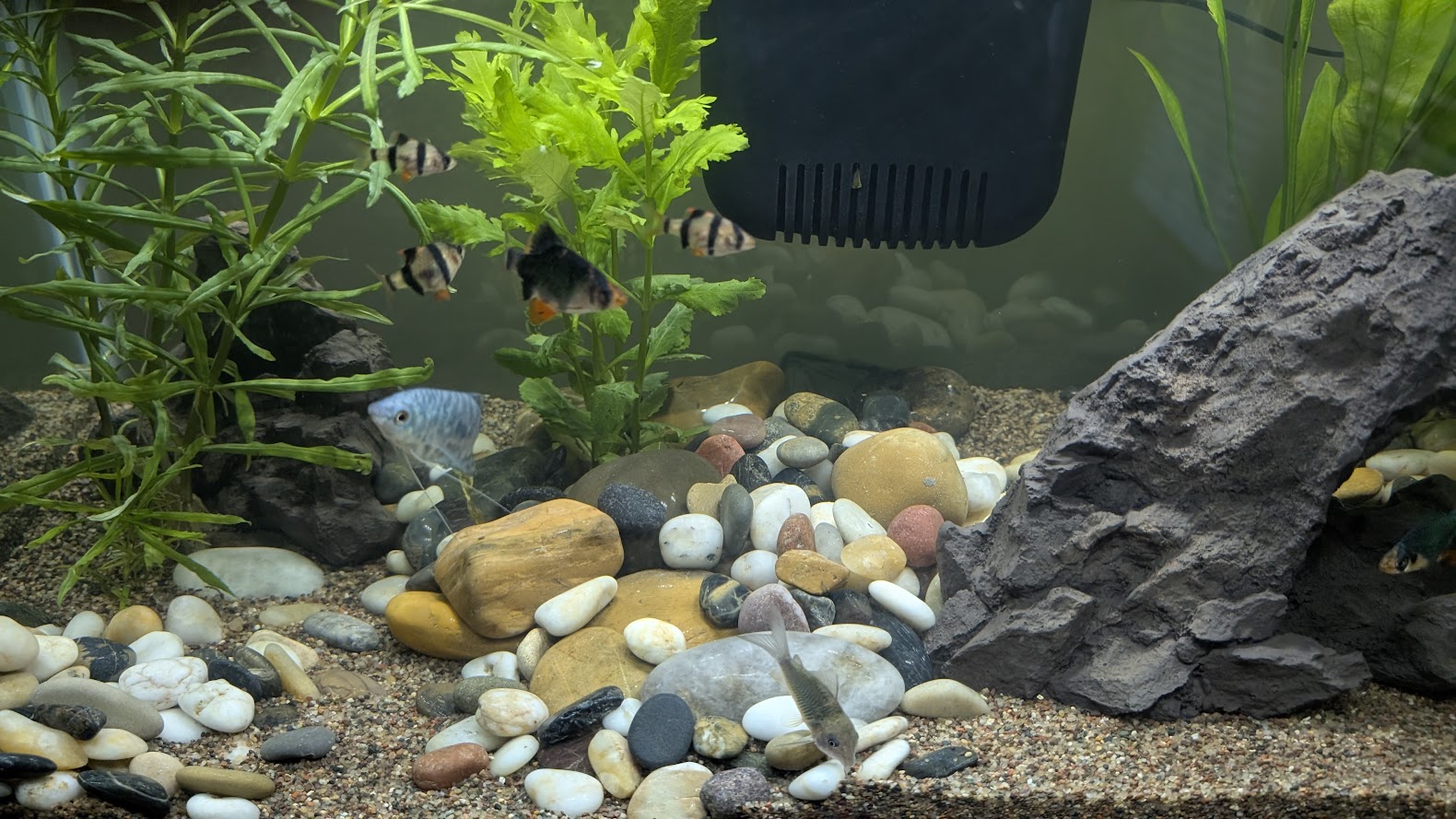 fishintank