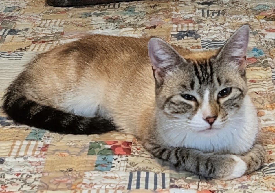 mocha